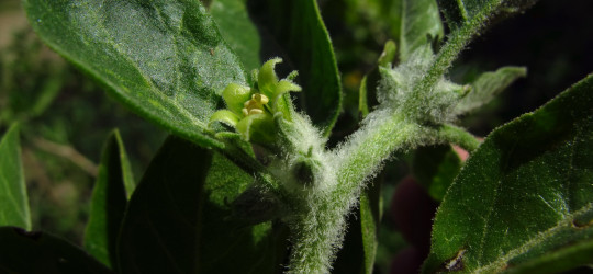 Schlafbeere © Ernst Frühmann