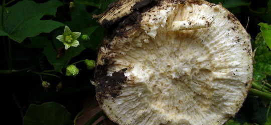 Zaunrübe © Ernst Frühmann