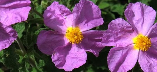 Zistrose © Ernst Frühmann