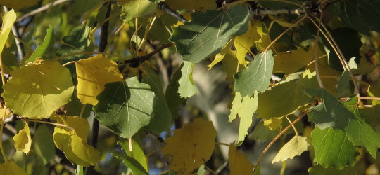 Zitterpappel  © Ernst Frühmann