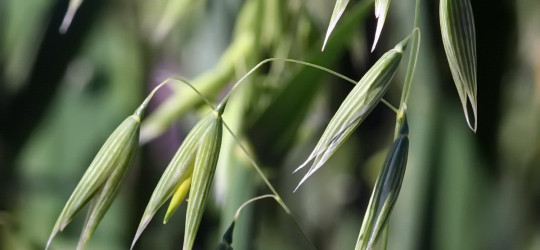 Saat-Hafer © Ernst Frühmann