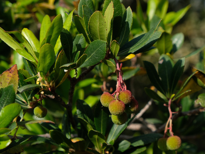 Westlicher Erdbeerbaum © Ernst Frühmann