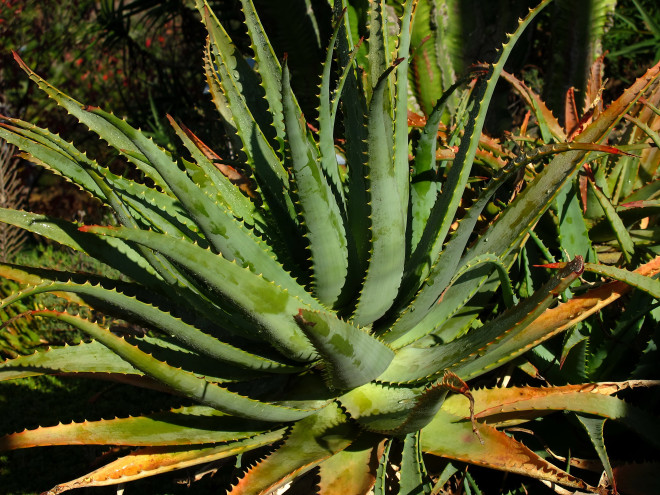Aloe © Ernst Frühmann