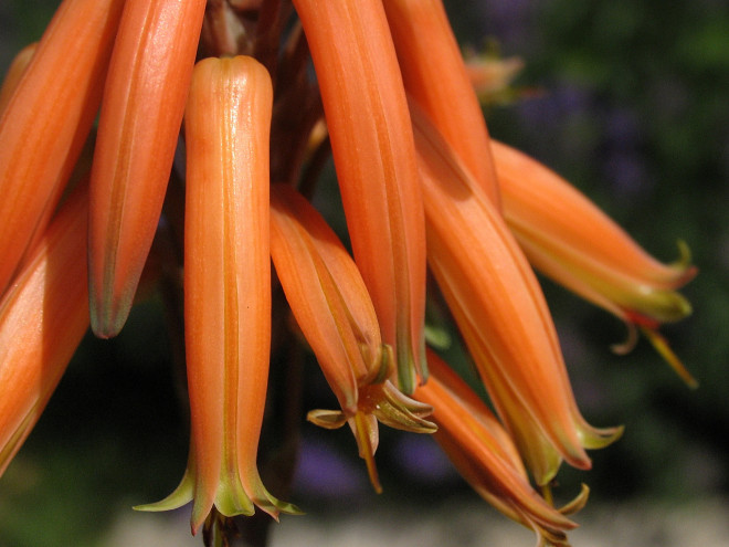 Aloe © Ernst Frühmann