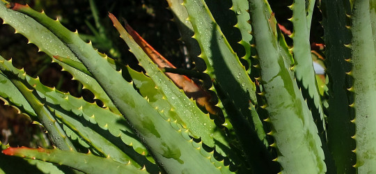 Aloe © Ernst Frühmann