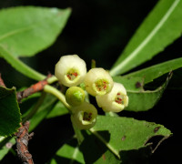 Westlicher Erdbeerbaum © Ernst Frühmann