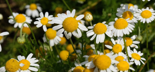 Römische Kamille © Ernst Frühmann