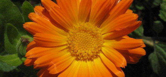 Ringelblume_Afl_200508090014